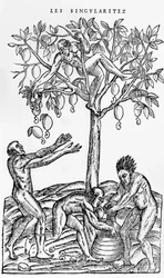 Recolección de nueces para la elaboración de vino, ilustración de Singularidades de Francia Antártica, por André de Thevet, 1558